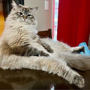 Meet your Posher, Mozart